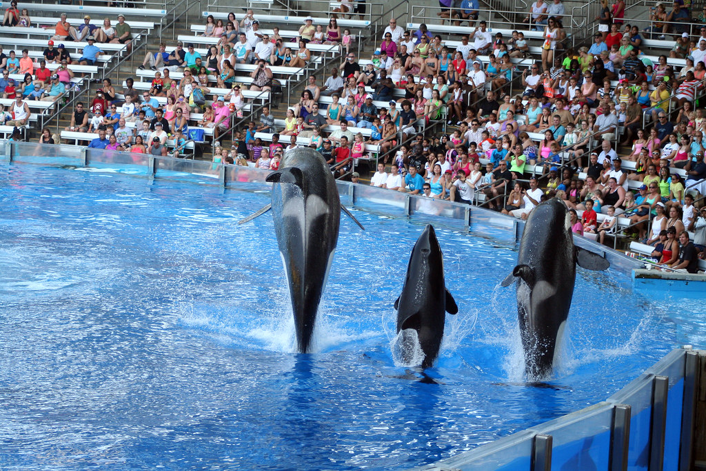 dolphins in a dolphinarium